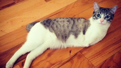 Imagini înduioşătoare. Povestea impresionantă a unei pisici cu două lăbuţe