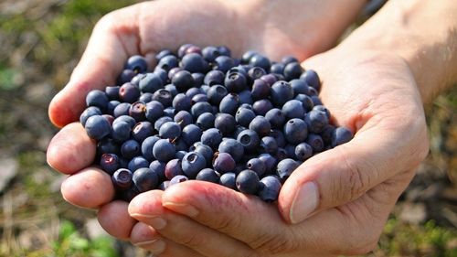 7 lucruri pe care nu le ştiai despre afine