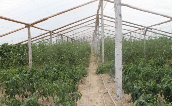 Afaceri de succes. De la bartending și bodybuilding la agricultură