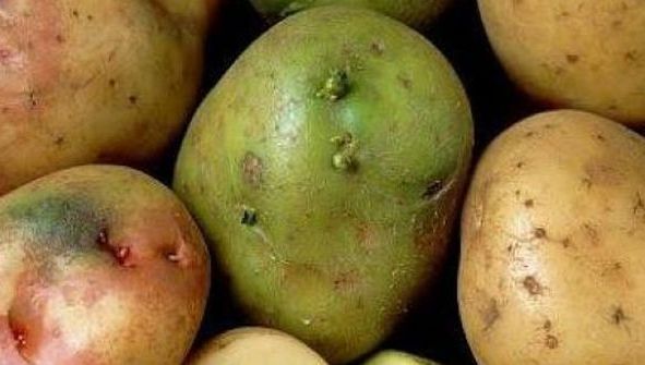 Atenţie la cartofi! Dacă arată AŞA, sunt TOXICI!