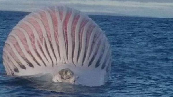 Un balon roz şi urât mirositor plutea în ocean. Oamenii s-au îngrozit când au aflat ce este