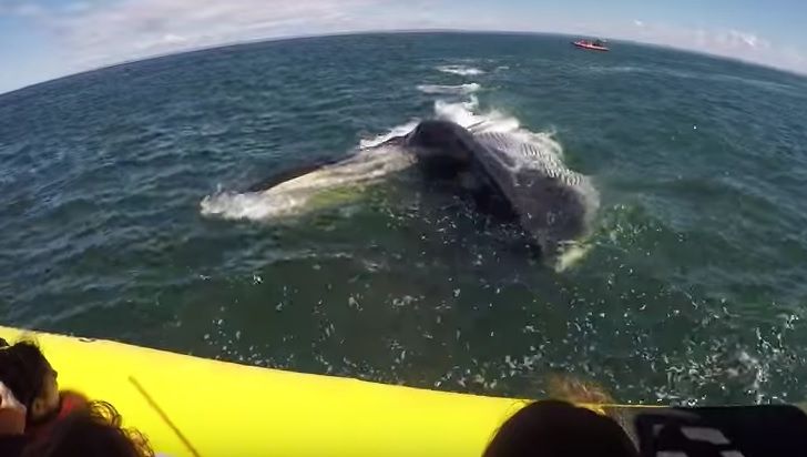 Au plecat în excursie cu barca, dar au fost speriaţi de moarte. Momentul şocant - FILMAT
