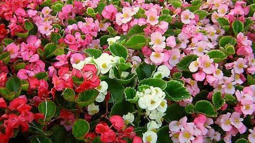 Cum se îngrijeşte corect begonia. Sfaturi pentru a face flori tot anul