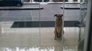 Un câine venea zilnic la hotelul ei. Ce a urmat? Îți dau lacrimile 