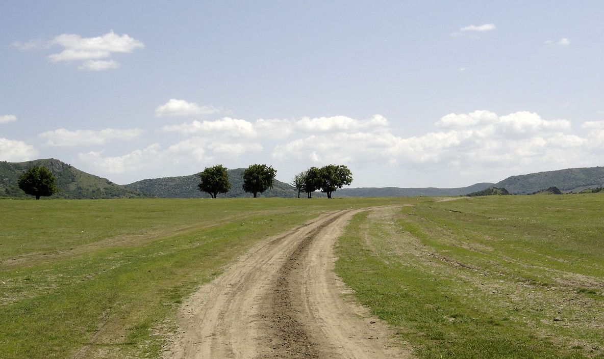 Imagini apocaliptice: un câmp din Brăila, plin cu păsări moarte. Explicaţia?
