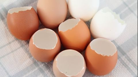 A pus o roșie într-o coajă de ou. Ce a crescut din ea e uimitor