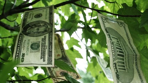 Această plantă atrage banii ca un magnet. Se numeşte Copacul Banului! Iată cum arată