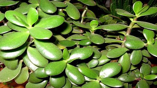 Această plantă atrage banii ca un magnet. Se numeşte Copacul Banului! 