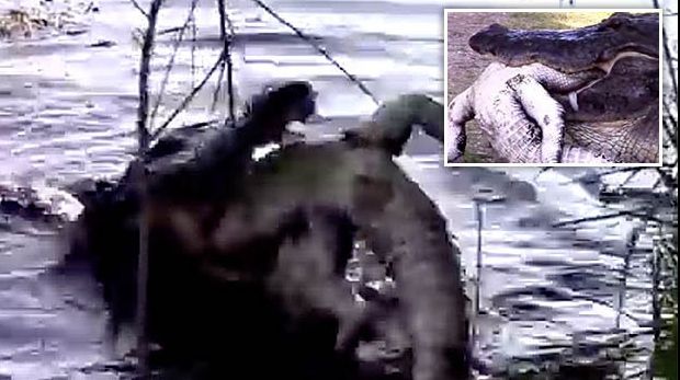 Momentul șocant în care un crocodil gigant înghite un alt crocodil