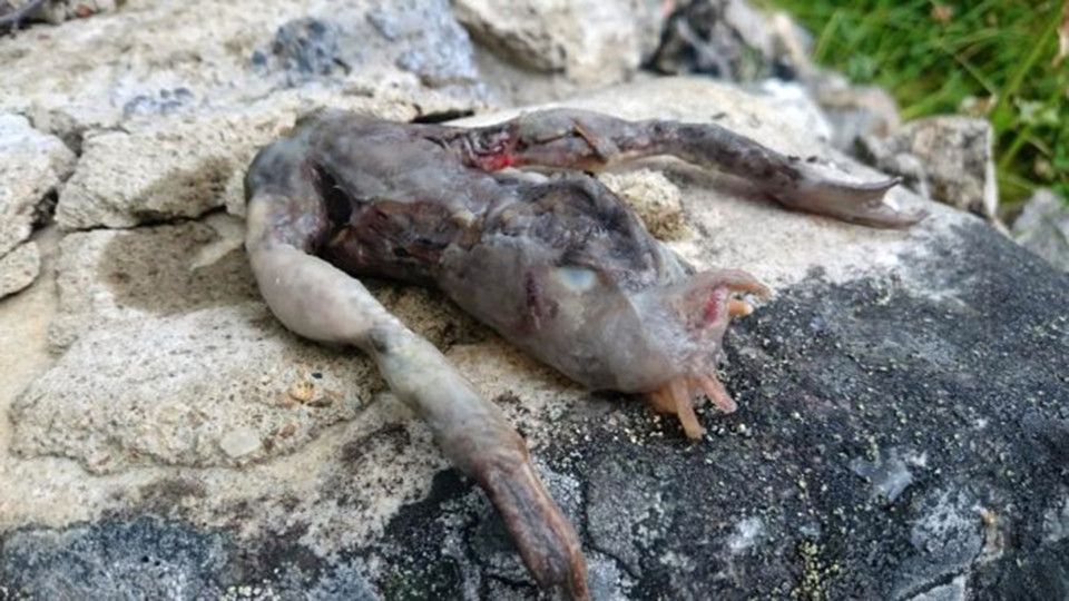 Descoperirea bizară făcută de o femeie, în faţa casei sale. Nimeni nu ştie ce e!