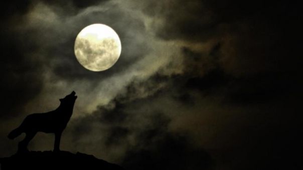 Dieta lupului. Scapă de 3 kilograme, într-o singură zi