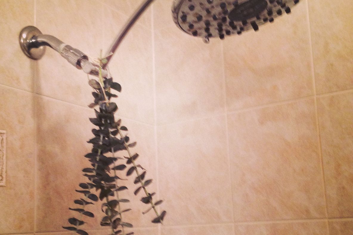 Iată ce se poate întâmpla dacă agăţi o ramură de eucalipt de dus. Este pur şi simplu incredibil