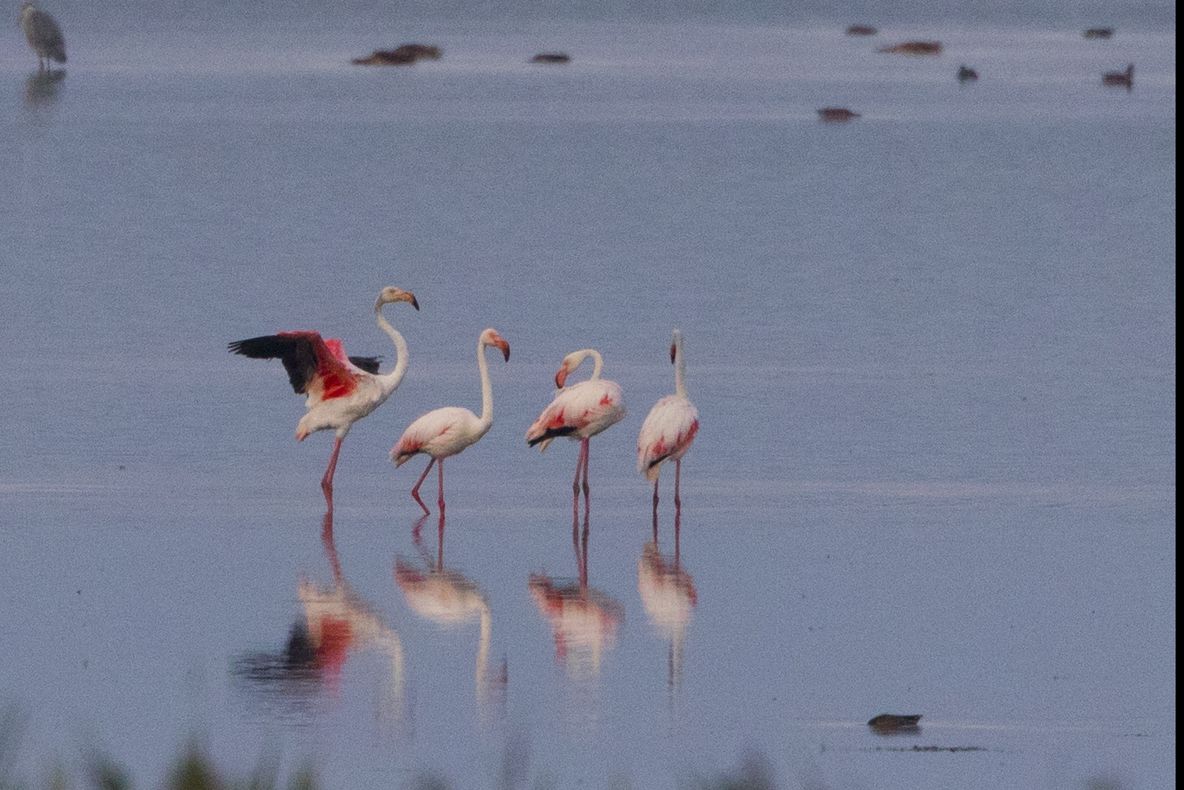 Mii de pui de flamingo, găsiți morți într-un lac din Turcia. Explicația DEZASTRULUI: "A fost utilizată apa pentru a construi baraje"