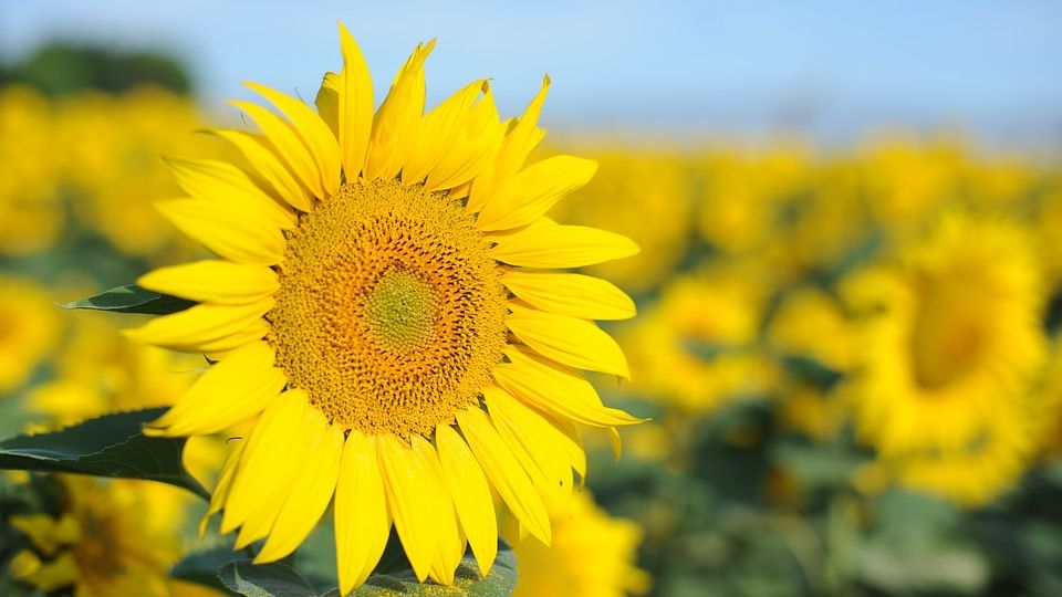 De ce floarea-soarelui se roteşte după Soare. EXPLICAŢIA neştiută până acum