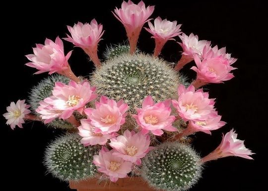 Cum să uzi CORECT cactuşii pentru a face cele mai frumoase flori