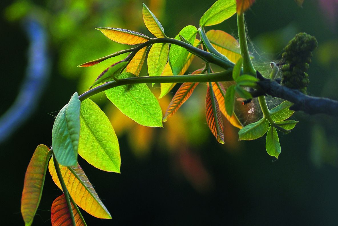 Frunzele de nuc opresc căderea părului