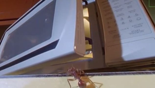 Ce se întâmplă dacă bagi o furnică într-un cuptor cu microunde! La asta chiar nu te aşteptai