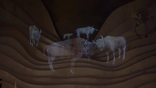 Experienţă unică în Europa, la noi în ţară. Aventură sălbatică în lumea zimbrilor: cum poţi ajunge