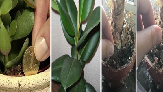 Ia-ţi una din aceste plante în casă pentru a avea noroc la BANI tot anul