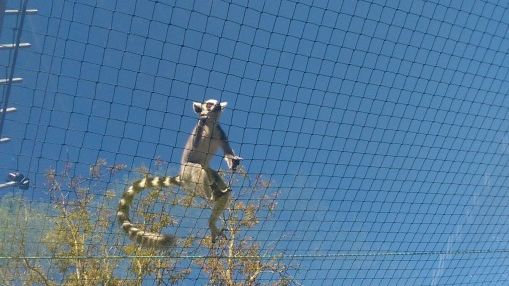 ZOO cu regim semideschis: aventura unui lemurian la Grădina Zoologică din Sibiu VIDEO