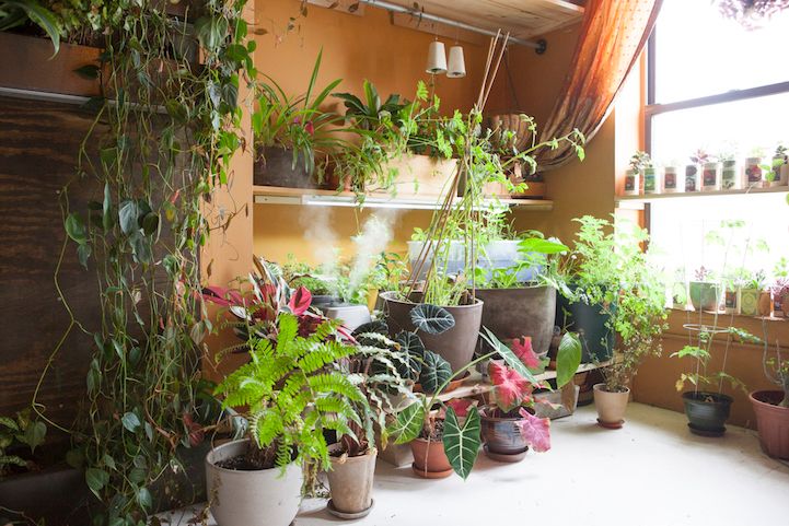 Și-a transformat apartamentul în junglă. Cum arată camera plină de plante ciudate