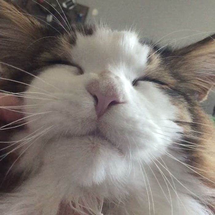 Faceţi cunoştinţă cu Samson! Cea mai mare pisică din New York şi poate...din lume