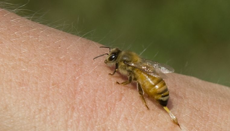 Şoferul unei maşini a fost muşcat de o albină. Ce a urmat după aceea, este tragic