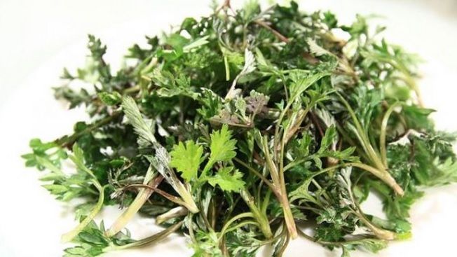 Această plantă distruge 98% din celulele canceroase în doar 16 ore. Creşte şi în România!