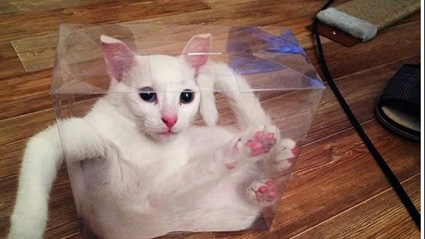 10 pisici surprinse în poziții ciudate. Reacția lor? Demențială