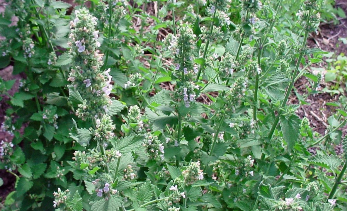 O plantă neștiută, beneficii incredibile pentru sănătate. Alungă durerile de stomac și migrenele