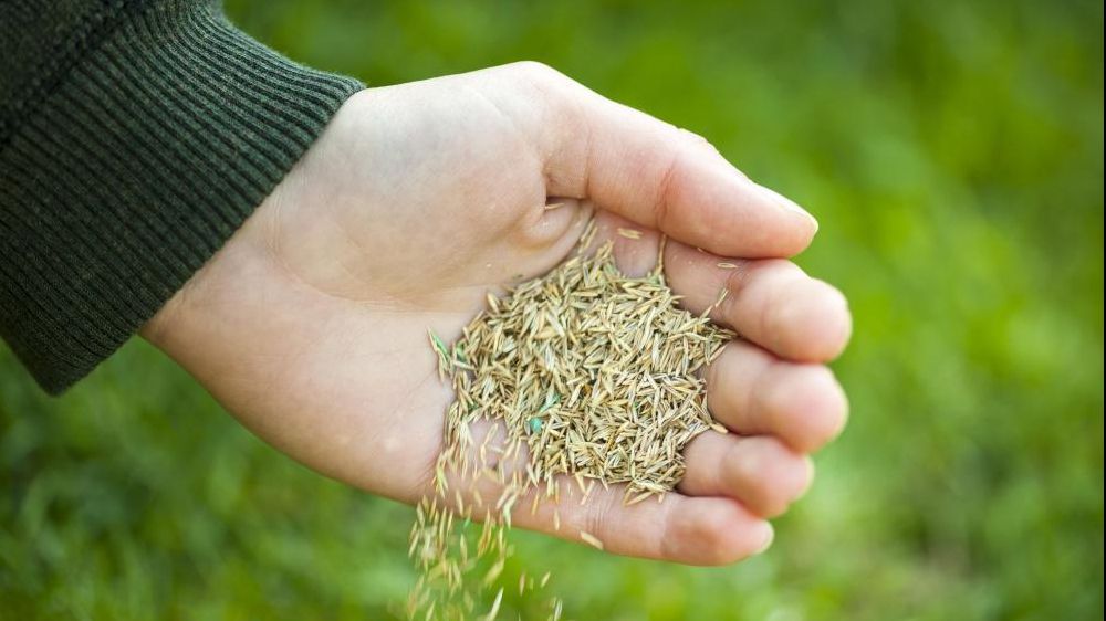 A pus câteva semințe într-o sticlă. 60 de ani mai târziu? Pur și simplu șocant