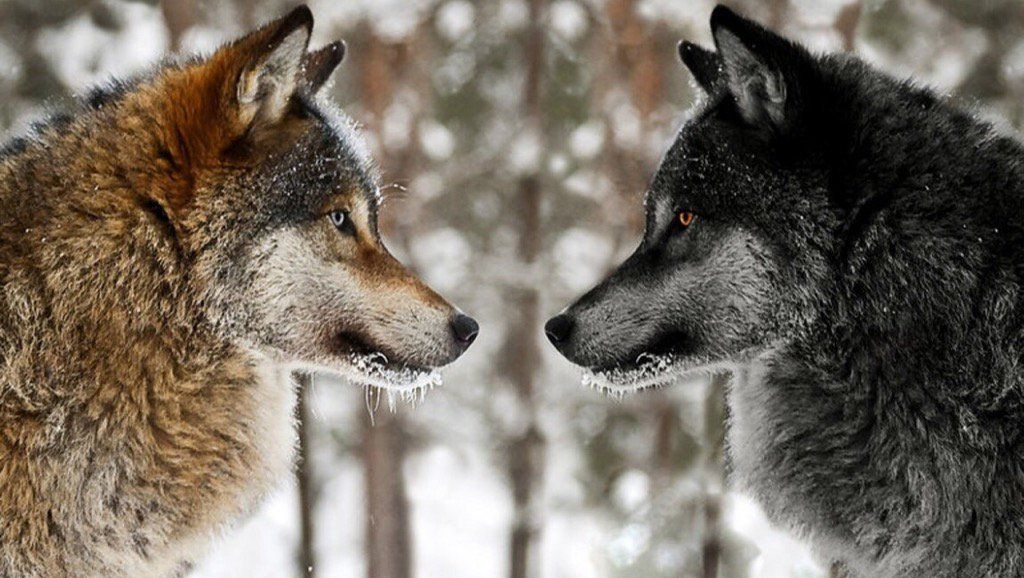 Povestea celor doi lupi. Îţi va schimba complet modul de gândire!