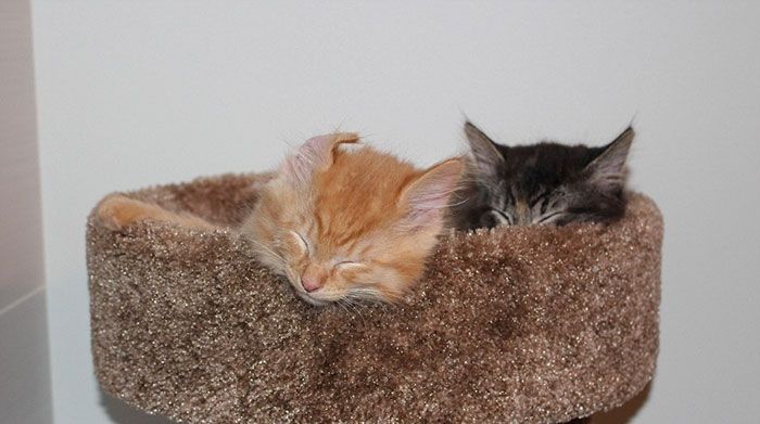 Ele sunt pisicile momentului pe internet! Atenţie, imagini de o drăgălăşenie ieşită din comun!