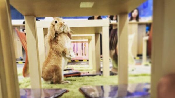 În Hong Kong s-a deschis Rabbitland, prima cafenea cu iepurași din lume 