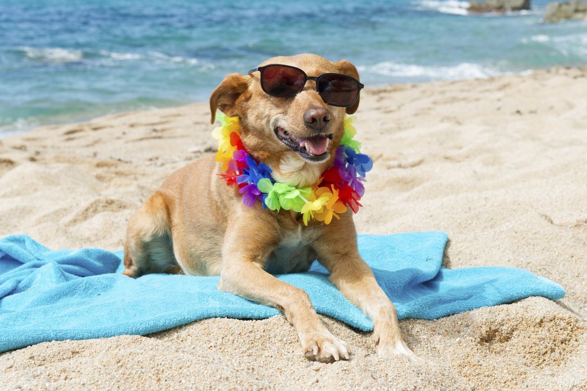 A fost inaugurată prima plajă pentru patrupede! Câinii primesc prosop, bere și înghețată specială