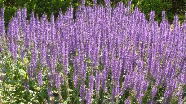 Plante medicinale care poartă numele Sfintei Maria. Ce boli vindecă