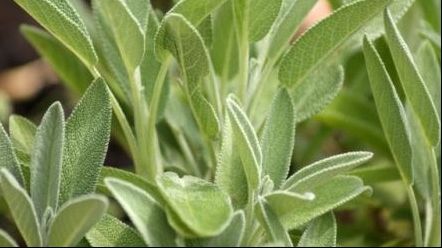 Efectele miraculoase ale salviei. Nimeni nu se aştepta să vindece atât de multe boli