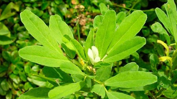 Remediul antic pentru diabet. Această plantă are puteri miraculoase