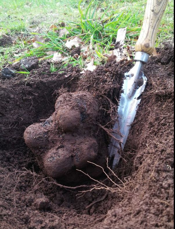 A descoperit o trufă uriașă. Cântărește mai mult decât își poate imagina orice bucătar