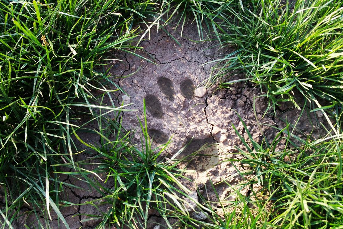 Panică în Neamţ: locuitorii unui sat spun că sunt terorizaţi de un LEU. A ucis deja zeci de animale