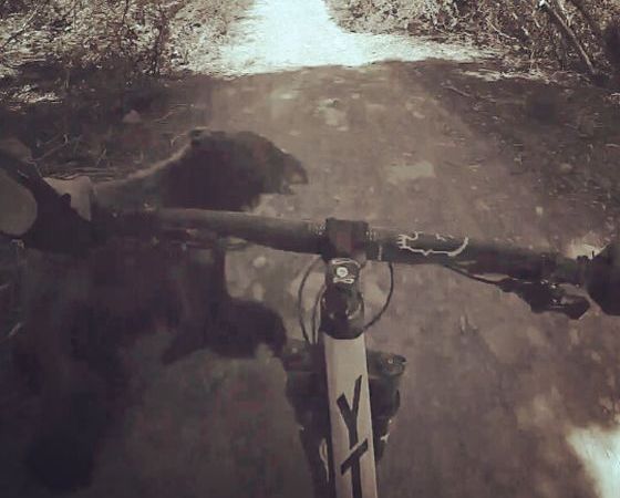 SPAIMĂ cumplită pentru un biciclist. Mergea cu viteză prin pădure când a izbit un ... 