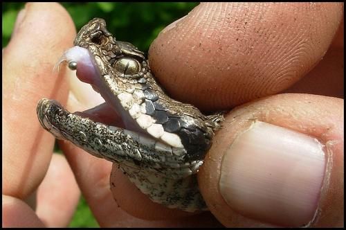 Şi-a înjectat venin de viperă în sânge vreme de 20 de ani. Apoi, şi-a făcut analizele. Rezultat ŞOC