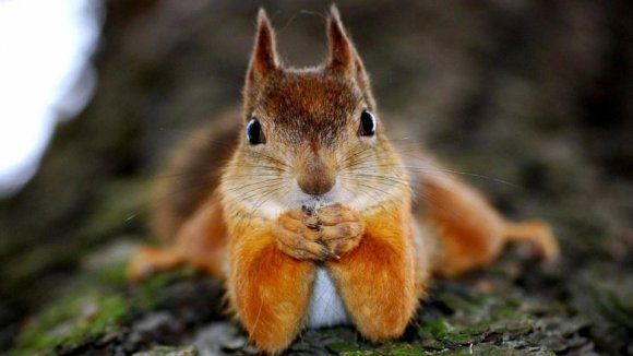 Ce a păţit proprietara pet shop-ului care a vândut 6 veveriţe Primăriei Bistriţa 