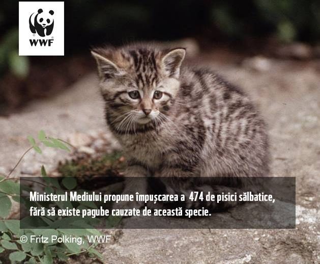 Min. Mediului, acuzat de ecologişti că vrea să permită împuşcarea a 1691 animale sălbatice