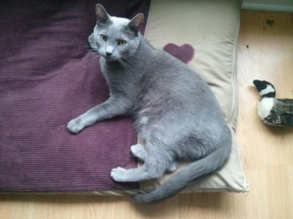 Gestul pe care l-a făcut o pisică înainte să moară i-a adus pe toţi cu ochii în lacrimi