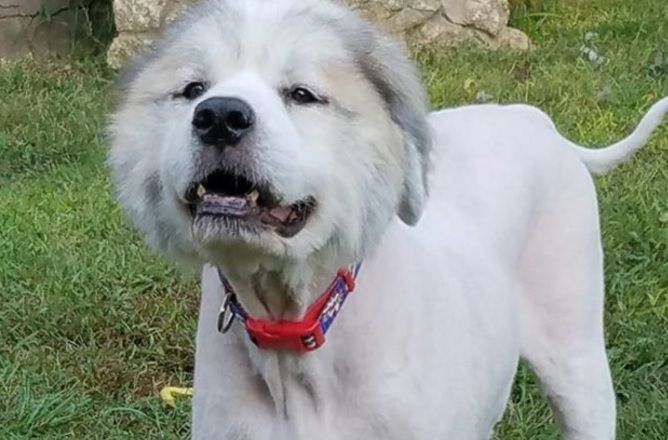 Cum arăta acest câine înainte de a fi tuns. Toţi îl confundau cu o oaie