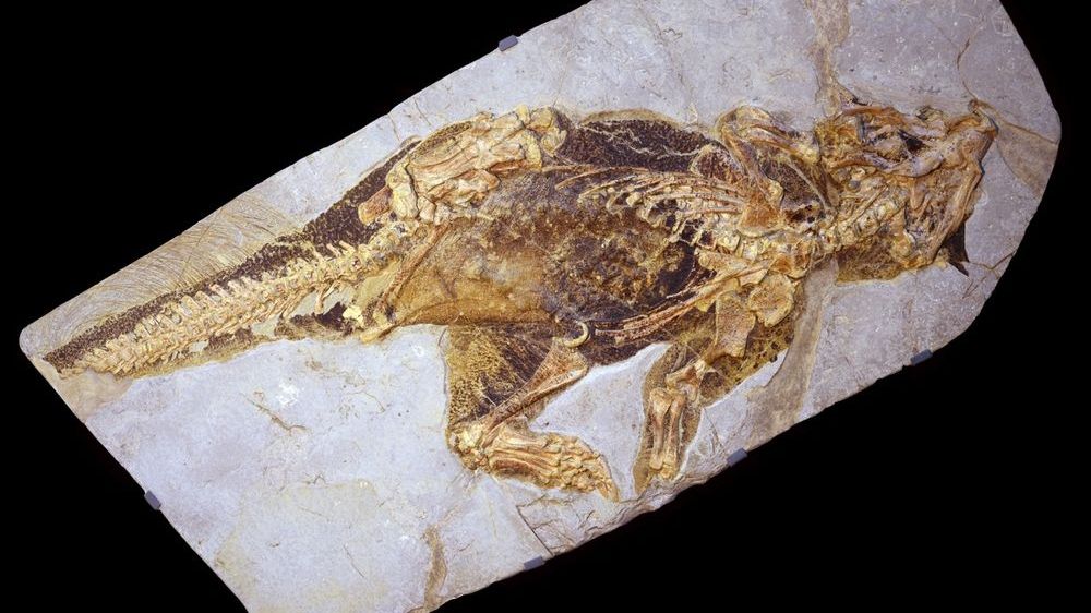 Descoperire neașteptată: un dinozaur pitic cu o metodă unică de apărare