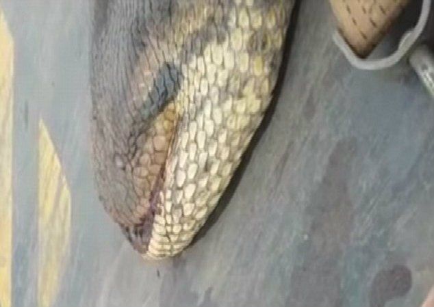 Descoperire-ŞOC. Cum arată anaconda lungă de 10 metri şi care cântăreşte 400 kg