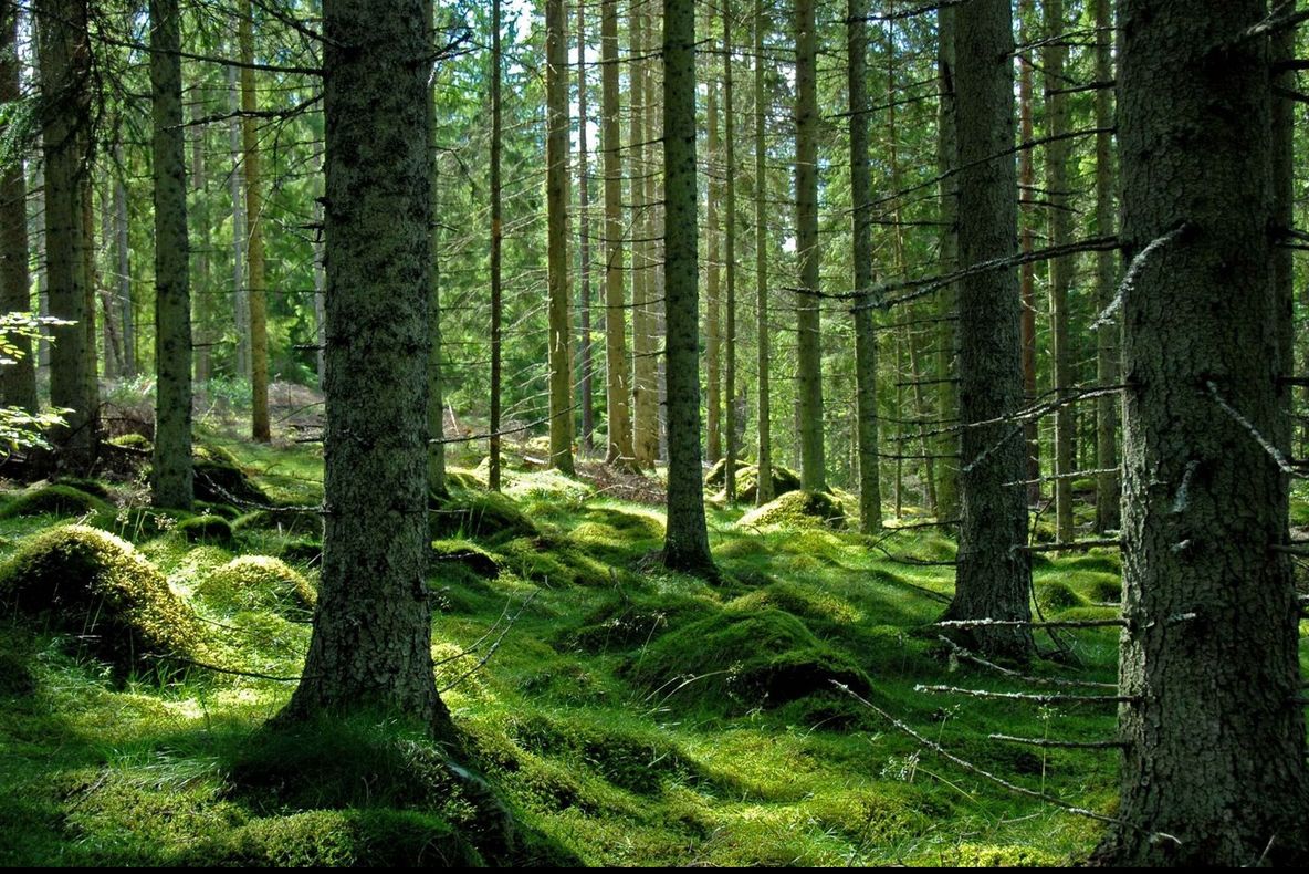 Proprietarii de păduri către Cioloş: 95% din amenzile privind tăieri ilegale au fost anulate