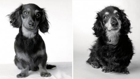 Cel mai bun prieten al omului, ajuns la bătrânețe. Fotografiile care au înduioșat o lume întreagă